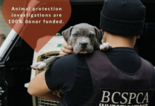 Economy bad vibes storytelling