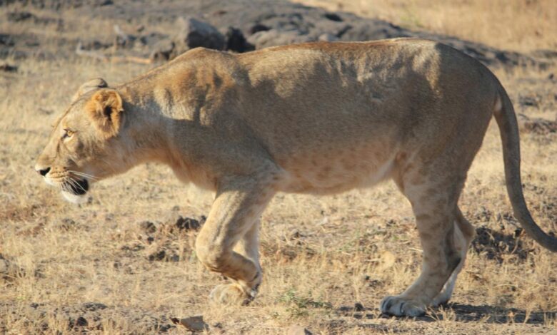 India zoo lions names