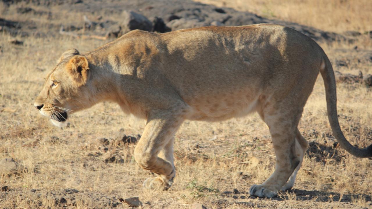 India zoo lions names