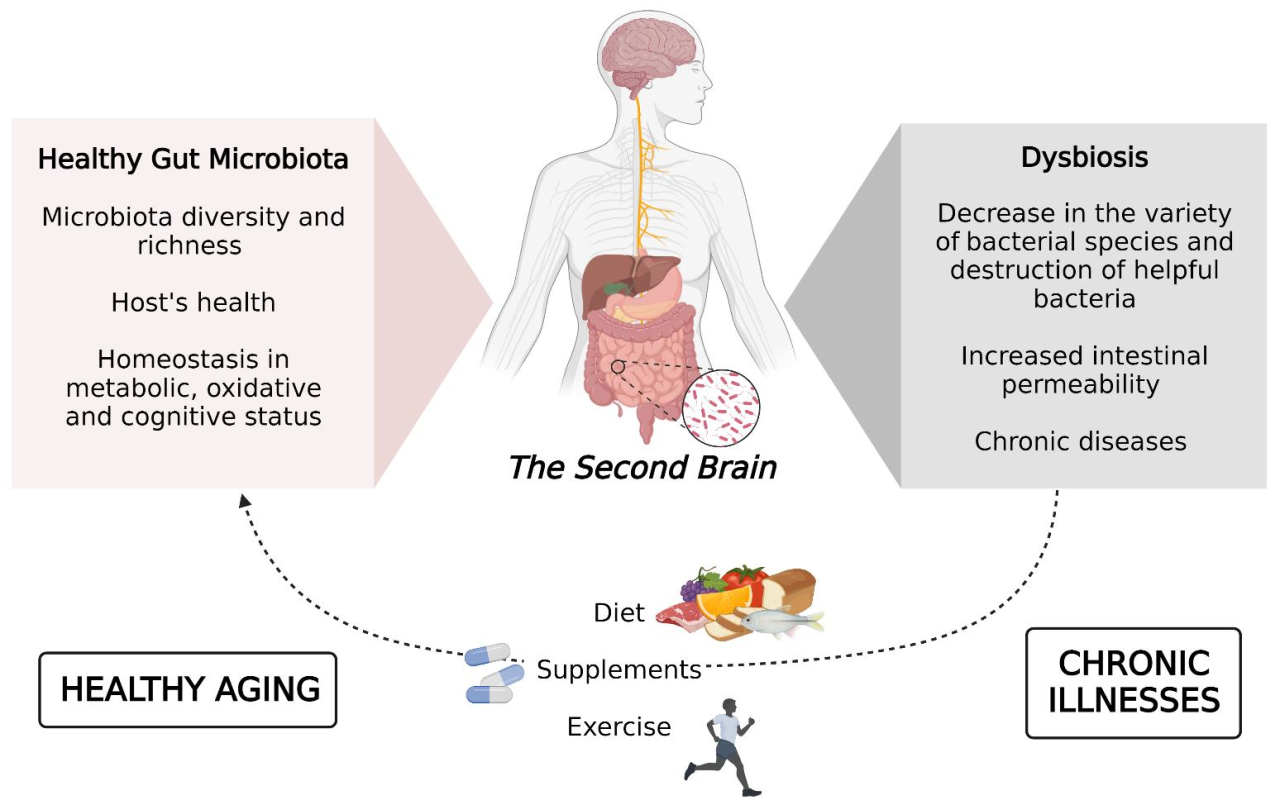 Alcohol gut health microbiome