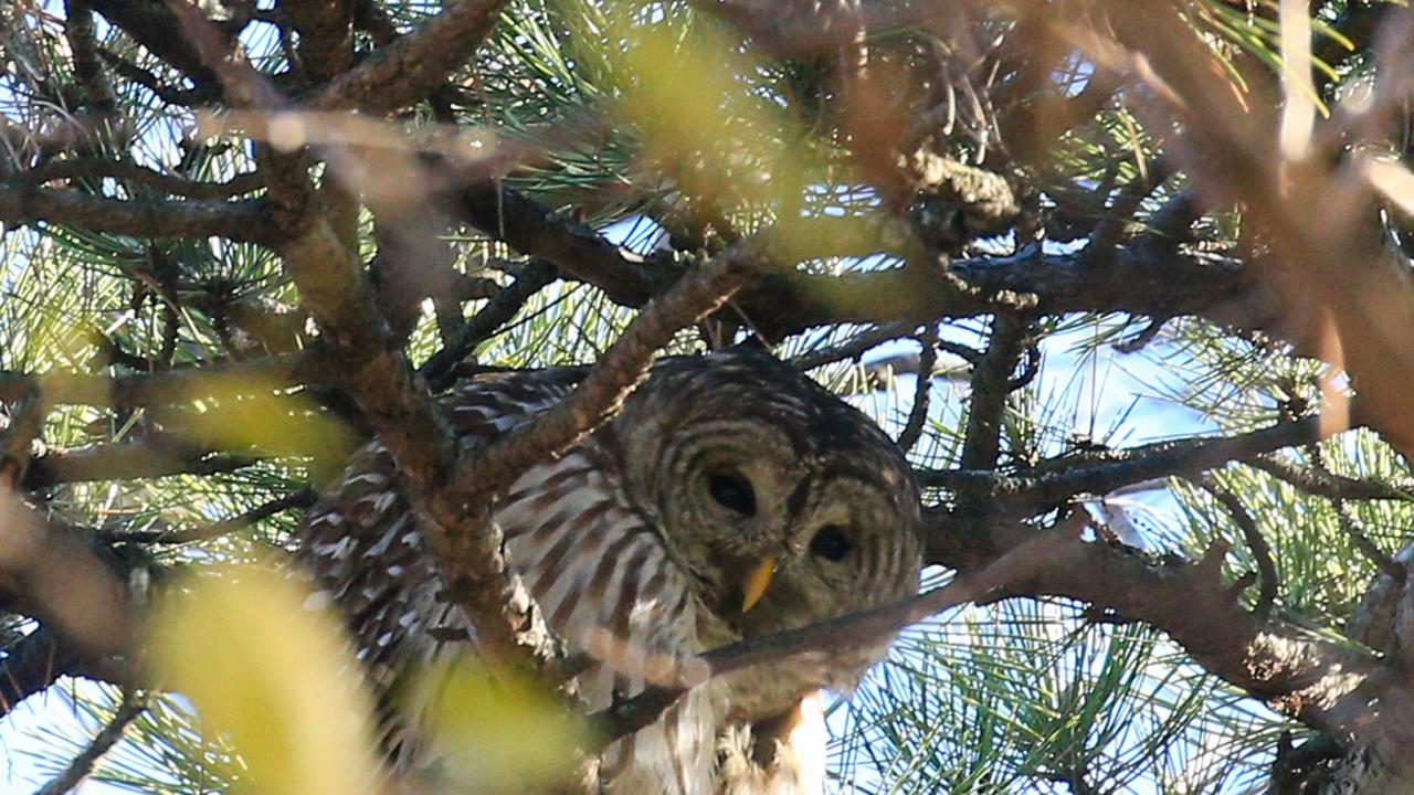 Flaco owl central park zoo dead