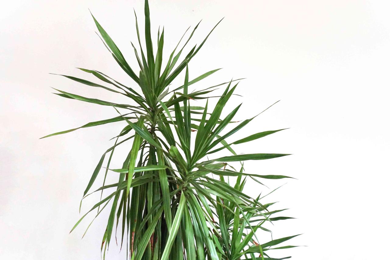 Dragon plant grandfather dracaena