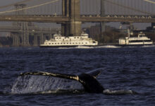 New york fin whales