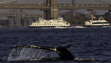 New york fin whales