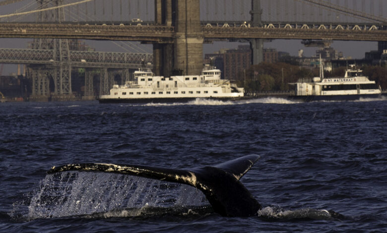 New york fin whales