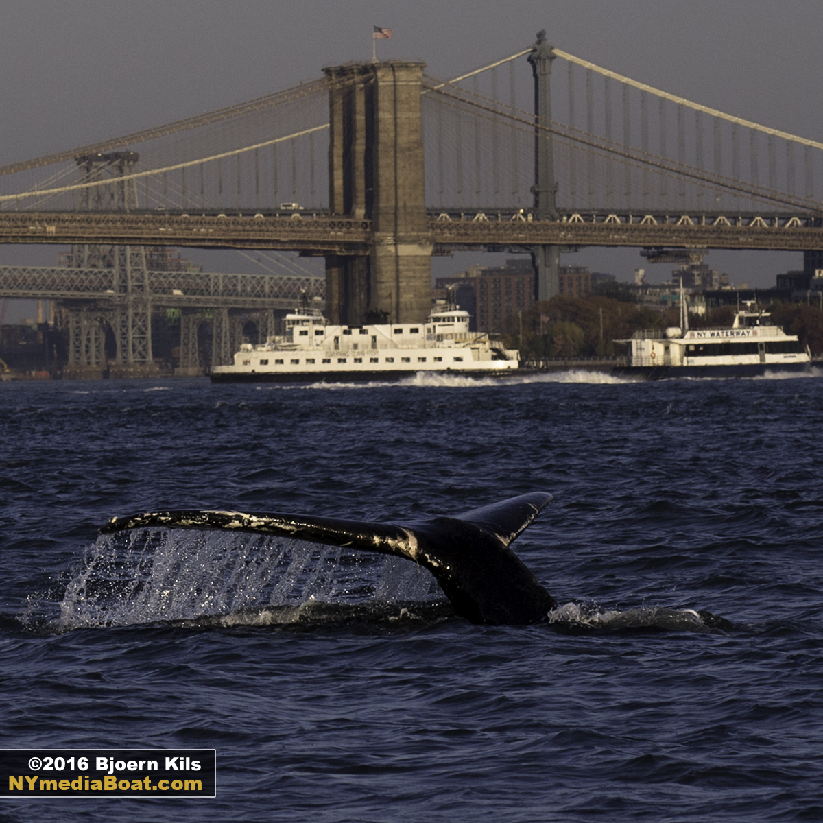 New york fin whales