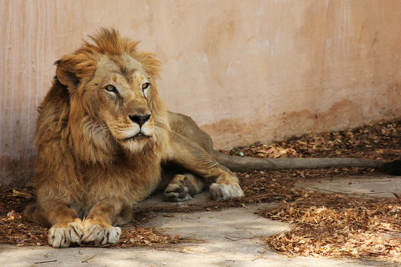 India zoo lions names