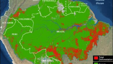 Amazon rain forest tipping point