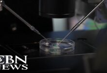 Supreme court frozen embryo ruling