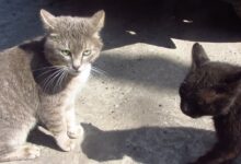 Cats animal behavior meow