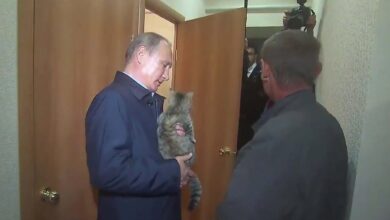 Gato rusia putin guerra