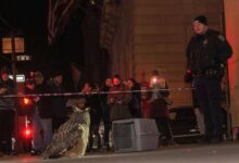 Flaco owl central park zoo dead