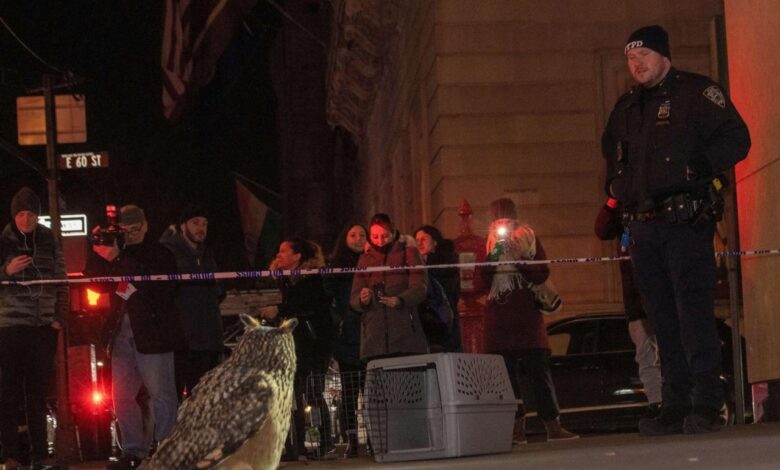 Flaco owl central park zoo dead