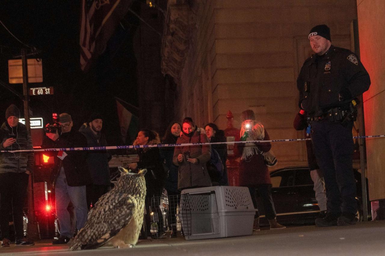 Flaco owl central park zoo dead