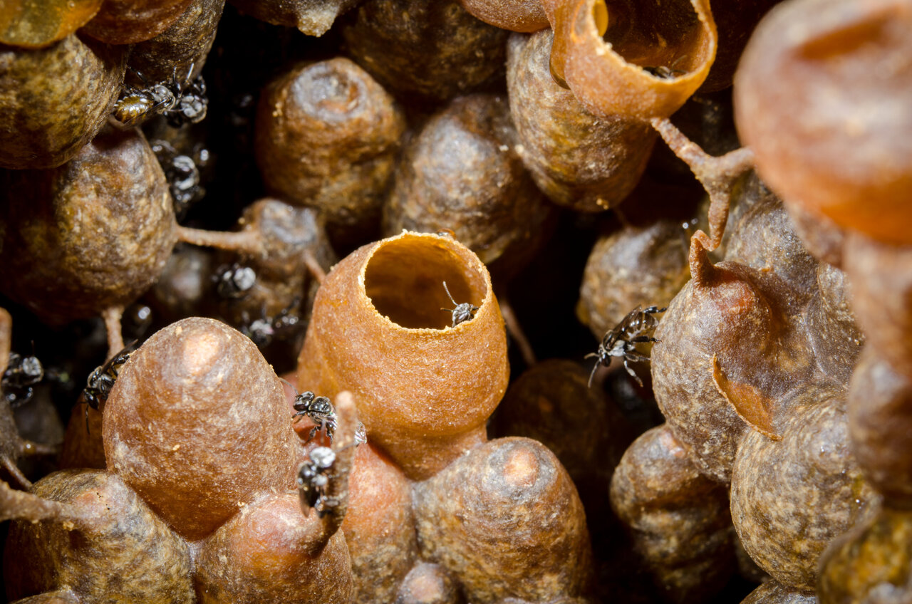 Itama thoracica stingless