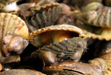 Peconic bay scallops die off