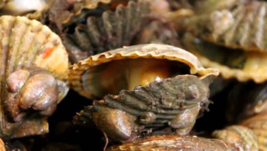 Peconic bay scallops die off