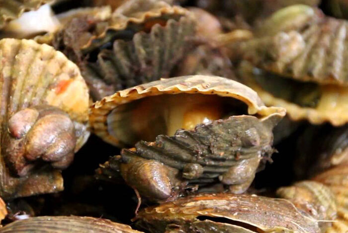 Peconic bay scallops die off