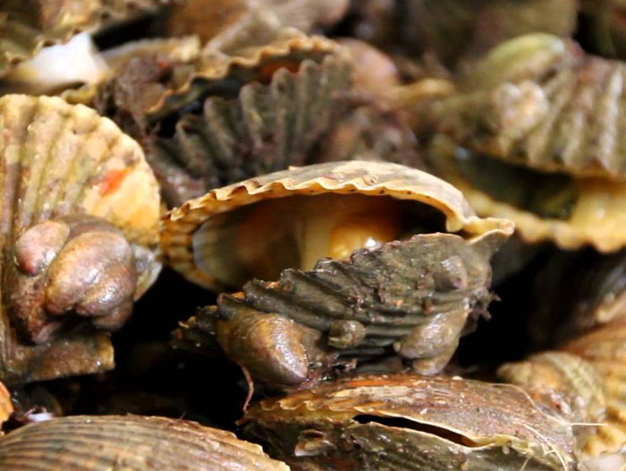 Peconic bay scallops die off