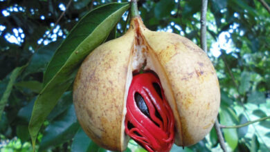 Indonesia pulau rhun nutmeg