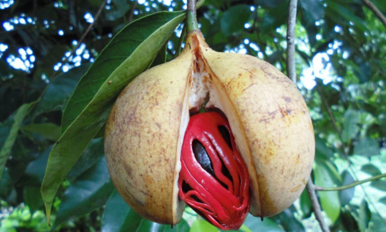 Indonesia pulau rhun nutmeg