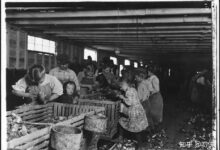 Labor child revolution industrial old during year shrimp oyster manuel picker work hb