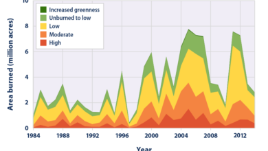 Chile wildfires global warming