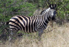 Birds raptor study africa