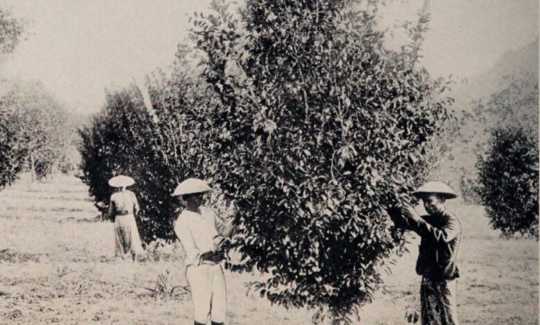 Manhattan dutch british trade nutmeg