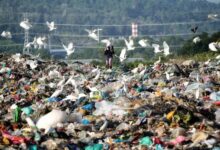 California plastic bag ban
