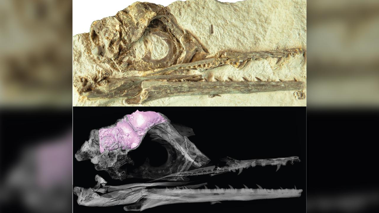 Dinosaur evolution birds timeline tree family into evolutionary bird was explosion reveals insight rapid evolve time skeleton over Bird evolution asteroid dinosaurs