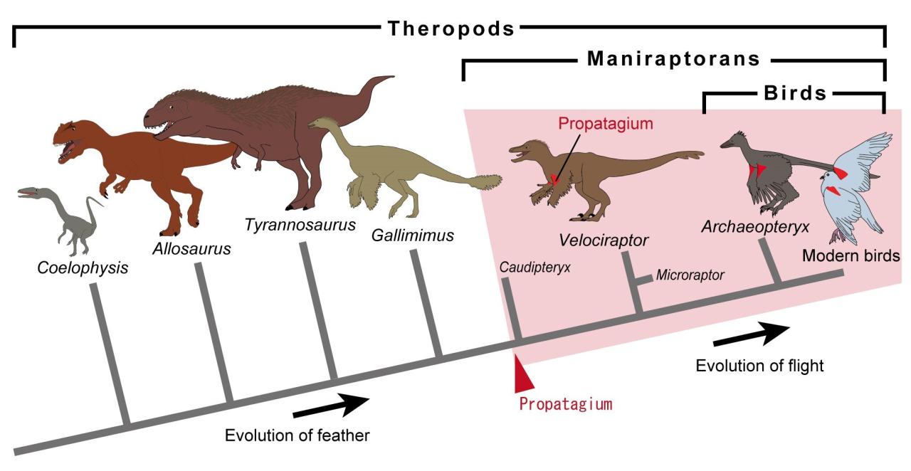 Bird evolution asteroid dinosaurs