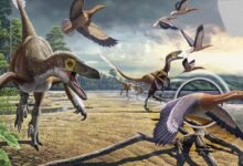 Bird asteroid killing sped