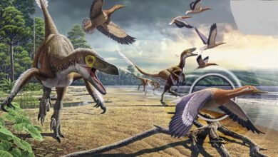 Bird asteroid killing sped