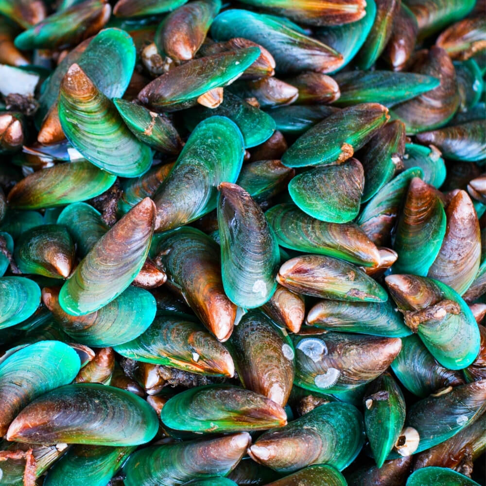 Nueva especie mejillones golfo mexico