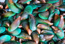 Nueva especie mejillones golfo mexico