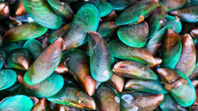 Nueva especie mejillones golfo mexico