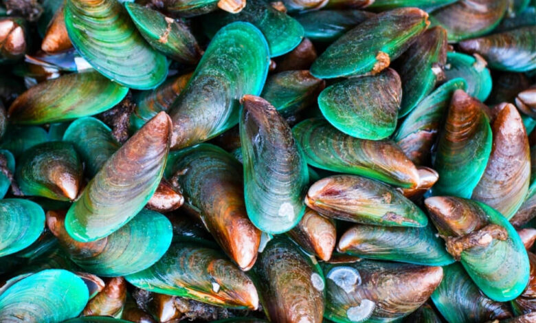 Nueva especie mejillones golfo mexico