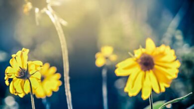 Outdoor therapy depression anxiety