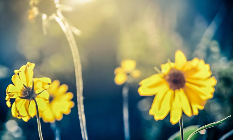 Outdoor therapy depression anxiety