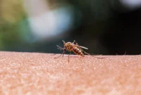 new-york-state-eyes-legislative-overhaul-of-mosquito-surveillance-as-invasive-species-range-expands